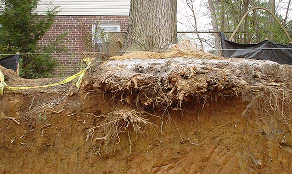 Tree Pruning, Removal Hyattsville MD