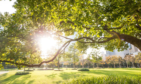 Tree Removal Bethesda MD