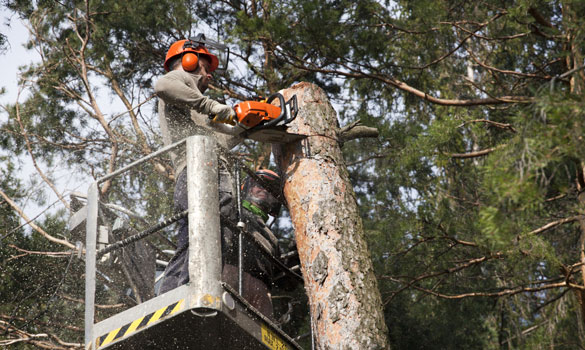 Tree Service Gaithersburg, MD